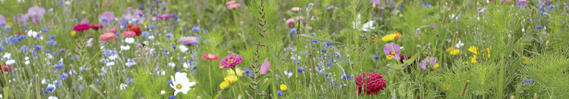 Jachère Fleurie Maison Fontan