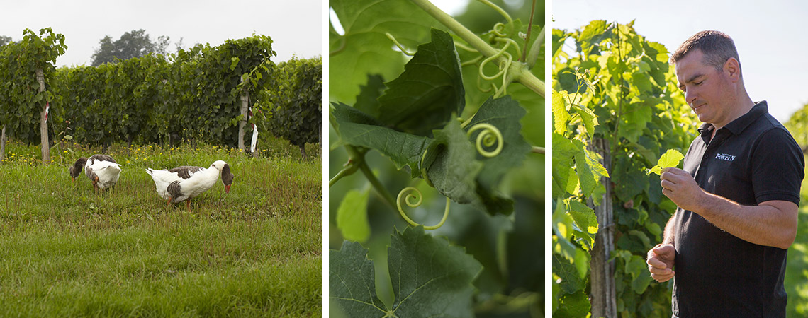 Nature et environnement Maison Fontan