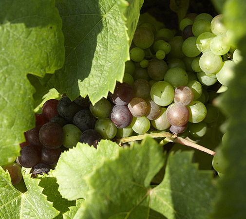 Grappe raisin a maturation. Maison Fontan